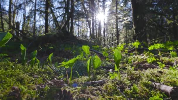 Verse Groene Bladluizen, Monocots, groeien in het Regenwoud — Stockvideo