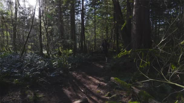 Sendero de mujer caucásica corriendo en el bosque verde — Vídeos de Stock