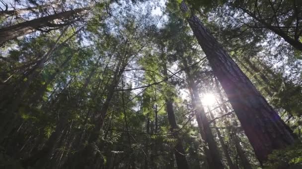 Patrząc w górę Green Rain Forest w słoneczny wiosenny dzień — Wideo stockowe