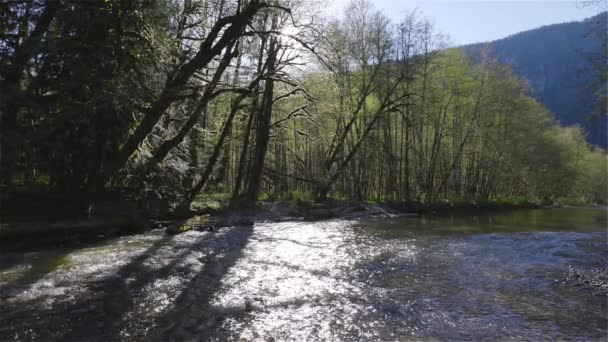 Река в зеленом дождевом лесу в солнечный весенний день. — стоковое видео