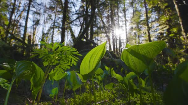Verse Groene Bladluizen, Monocots, groeien in het Regenwoud — Stockvideo