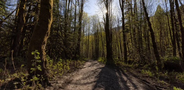 Güneşli bir bahar gününde Yeşil Yağmur Ormanı 'nda Çamur Yolu