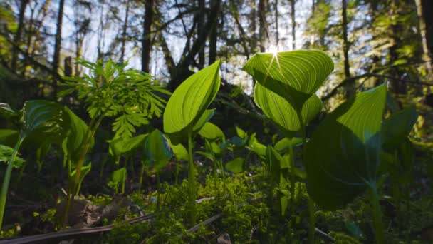 Verse Groene Bladluizen, Monocots, groeien in het Regenwoud — Stockvideo