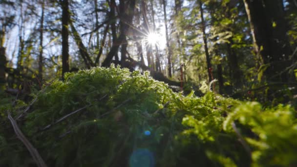 강우림에서 자라고 있는 신선 한 녹색 잎, 모노 칩 — 비디오