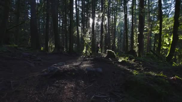 Chemin de la femme caucasienne Courir dans la forêt verte — Video