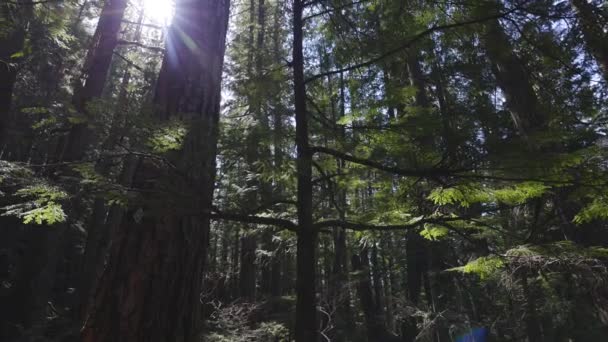 Buscando la selva verde durante un soleado día de primavera — Vídeos de Stock