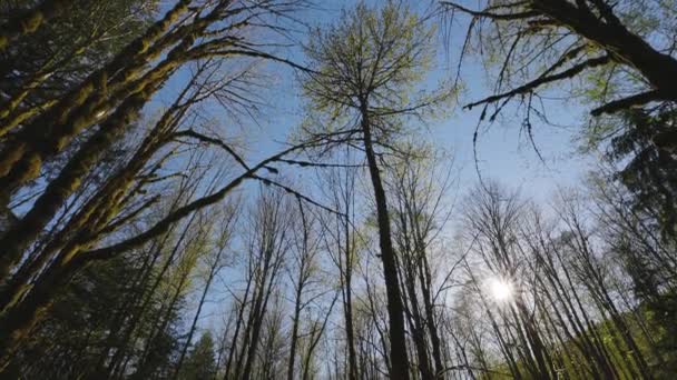Взгляд вверх по зеленому Раинскому лесу в солнечный весенний день — стоковое видео
