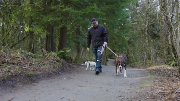 Muž venčení psi na turistické stezce — Stock video