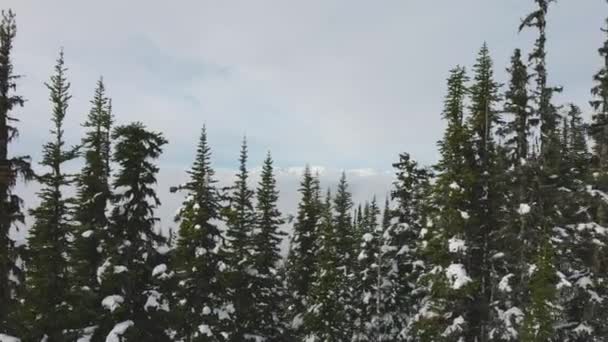 冬日清晨，山顶上的雪地森林. — 图库视频影像