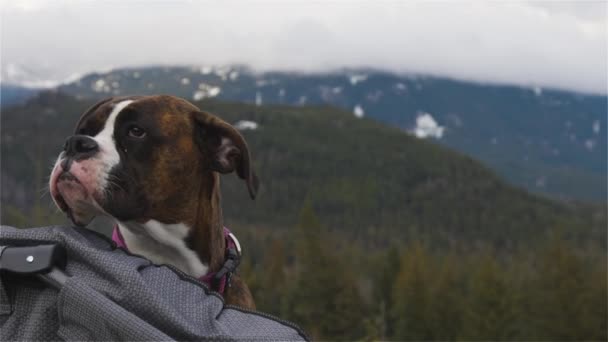 Şirin ve tapılası bayan boksör köpeği rahat bir kamp sandalyesinde uzanıyor. — Stok video