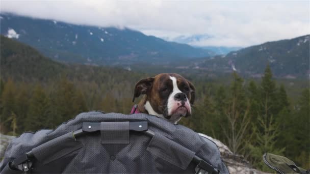 Bonito e adorável fêmea Boxer Dog colocar em uma cadeira de acampamento aconchegante — Vídeo de Stock
