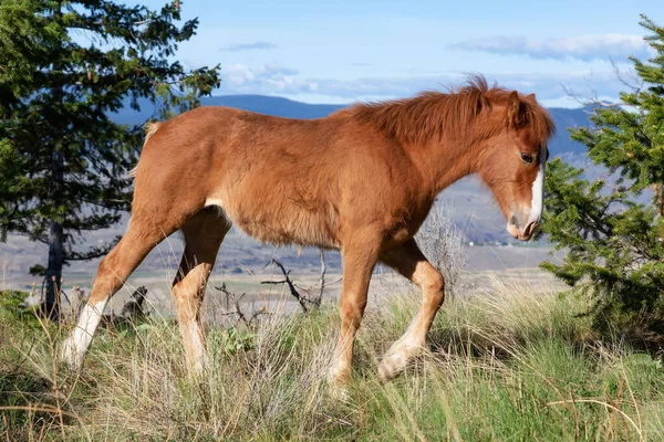 Mladý kůň na poli během slunečného jarního dne. — Stock fotografie