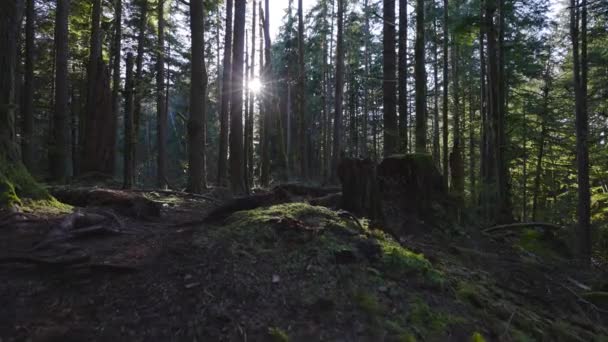 Biała kobieta szlak biegnący w zielonym lesie — Wideo stockowe