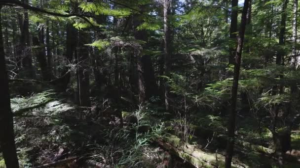 Wasser fließt den Fluss hinunter im Grünen Regenwald — Stockvideo