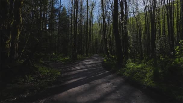 Dirt Road w zielonym lesie deszczowym w słoneczny wiosenny dzień — Wideo stockowe