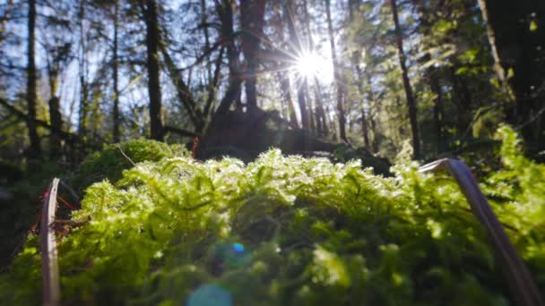 Verse Groene Bladluizen, Monocots, groeien in het Regenwoud — Stockvideo