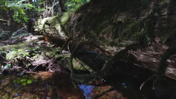 Вода течет по реке в зеленом дождевом лесу — стоковое видео