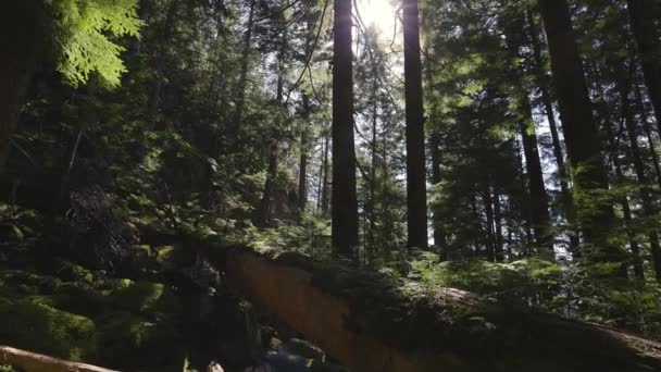 Blick in den grünen Regenwald an einem sonnigen Frühlingstag — Stockvideo
