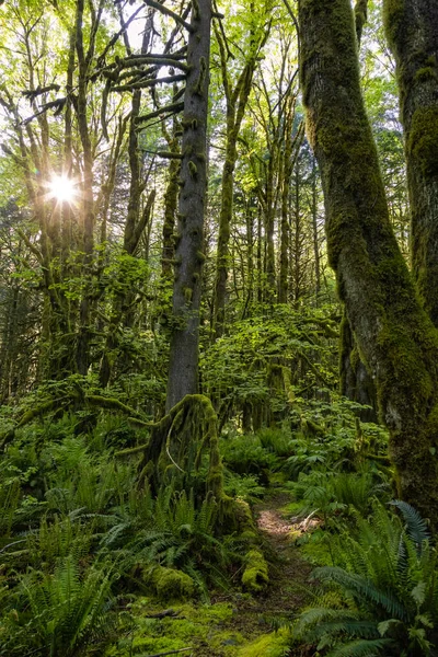 Kanadai esőerdő. Gyönyörű kilátás a friss zöld fák — Stock Fotó