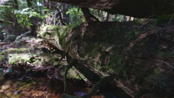 Wasser fließt den Fluss hinunter im Grünen Regenwald — Stockvideo