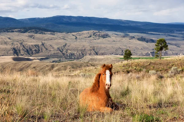 Jeune Cheval dans un champ lors d'une journée ensoleillée de printemps. — Photo