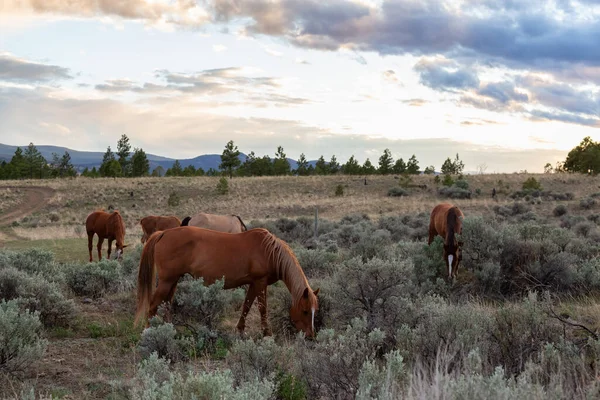 Rebanho de Cavalos em um campo durante um dia ensolarado de primavera. — Fotografia de Stock