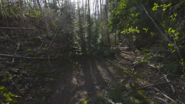 Sendero de senderismo en la selva tropical verde durante un soleado día de primavera — Vídeos de Stock