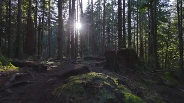 Sentier de randonnée dans la forêt pluviale verte lors d'une journée ensoleillée de printemps — Video