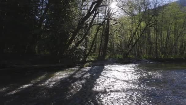 Fluss im Grünen Regenwald an einem sonnigen Frühlingstag. — Stockvideo