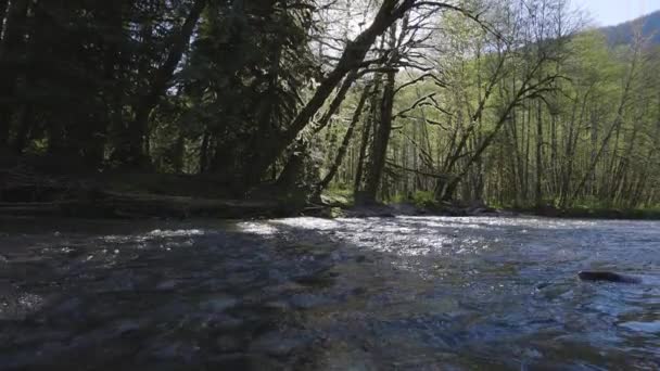 Ποταμός στο Green Rain Forest κατά τη διάρκεια μιας ηλιόλουστης ανοιξιάτικης ημέρας. — Αρχείο Βίντεο