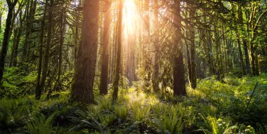 Kanada Yağmur Ormanı. Ormandaki Moss 'la Taze Yeşil Ağaçlar' ın görüntüsü. Vancouver, British Columbia, Kanada yakınlarındaki Golden Ears Provincial Park 'ta çekilmiş. Panorama Doğa Arkaplanı
