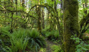 Kanada Yağmur Ormanı. Ormanda Moss 'la Taze Yeşil Ağaçların Güzel Manzarası. Vancouver, British Columbia, Kanada yakınlarındaki Golden Ears Provincial Park 'ta çekilmiş. Doğa Arkaplanı
