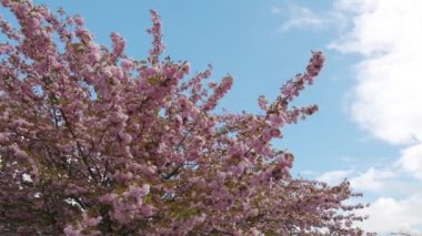 Varoş Mahallesi 'nde Kiraz Çiçeği