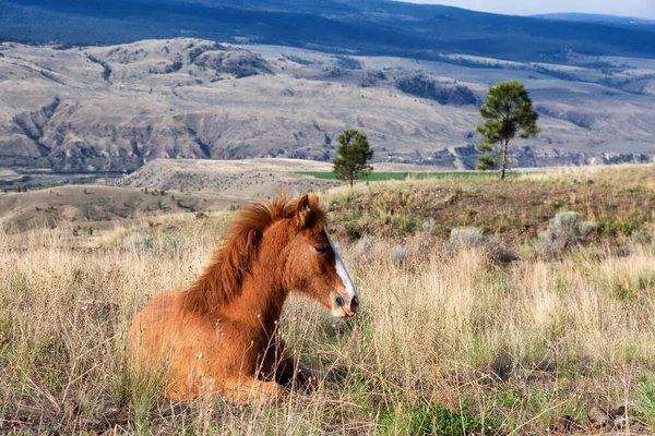 Jeune Cheval dans un champ lors d'une journée ensoleillée de printemps. — Photo