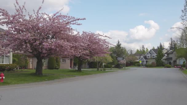 Kirschblüte in einem vorstädtischen Wohnviertel — Stockvideo