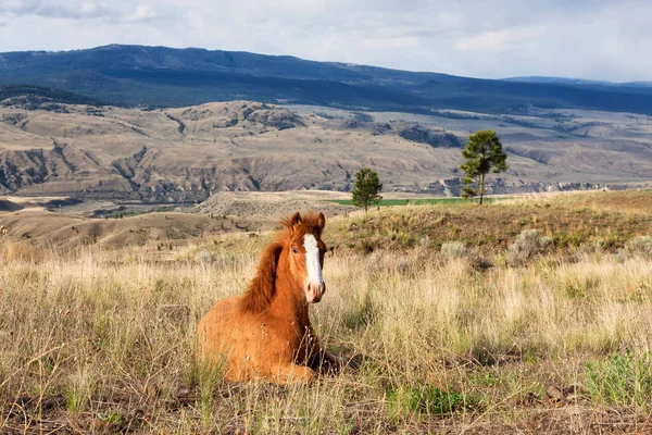 Młody koń na polu w słoneczny wiosenny dzień. — Zdjęcie stockowe