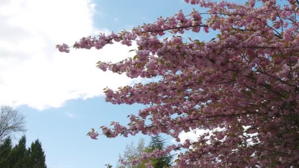 Kirschblüte in einem vorstädtischen Wohnviertel — Stockvideo