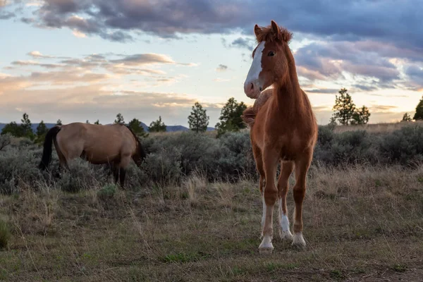 Troupeau de chevaux dans un champ lors d'une journée ensoleillée de printemps. — Photo