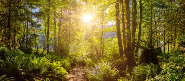 Vista panorâmica do Caminho na Floresta Tropical Verde e Vibrante — Fotografia de Stock