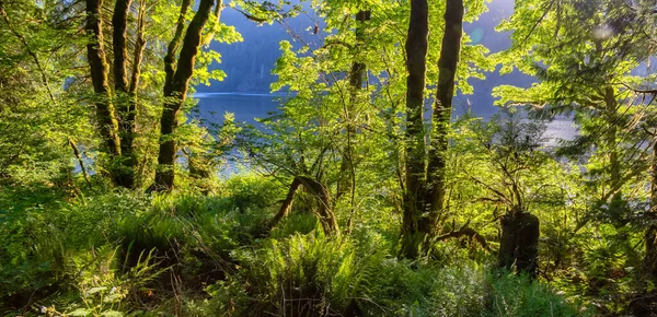 Vista panoramica della foresta pluviale verde e vibrante durante una giornata estiva soleggiata — Foto Stock