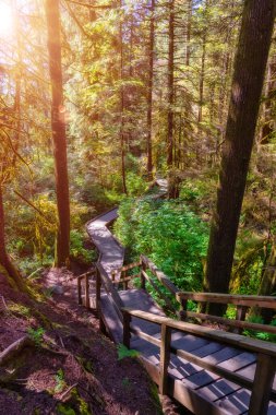 Lynn Canyon Parkı, Kuzey Vancouver, British Columbia, Kanada.