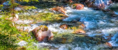 Lynn Canyon Parkı, Kuzey Vancouver, British Columbia, Kanada.