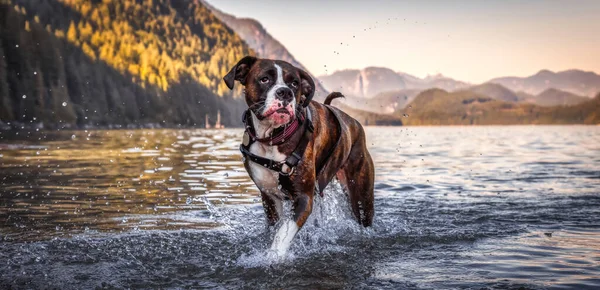 Verspielter und lustiger Boxer-Hund schwimmt im Wasser — Stockfoto