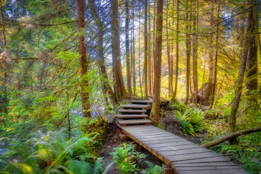 Lynn Canyon Parkı, Kuzey Vancouver, British Columbia, Kanada.