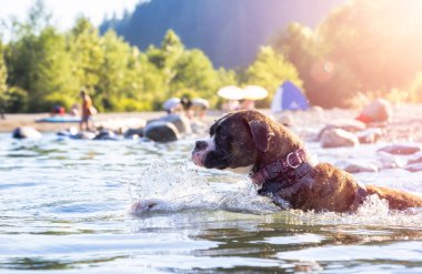 Neşeli ve komik boksör köpeği suda yüzüyor.