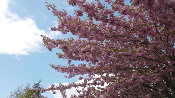 Kirschblüte in einem vorstädtischen Wohnviertel — Stockvideo