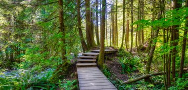 Lynn Canyon Parkı, Kuzey Vancouver, British Columbia, Kanada.