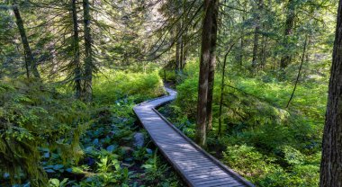 Lynn Canyon Parkı, Kuzey Vancouver, British Columbia, Kanada.