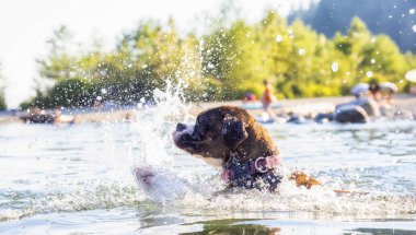 Neşeli ve komik boksör köpeği suda yüzüyor.