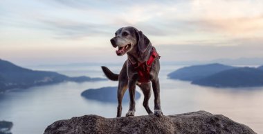 Bir dağın tepesinde maceraperest küçük bir köpek.